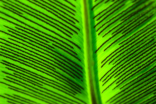 4401358197_8397a6d214