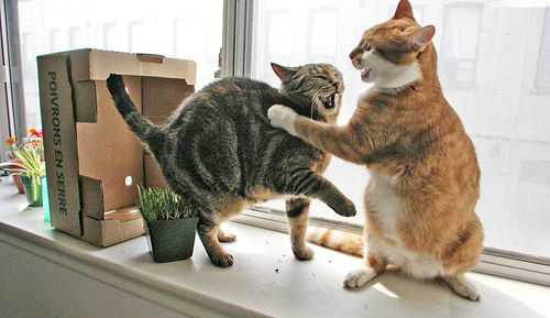 catfight