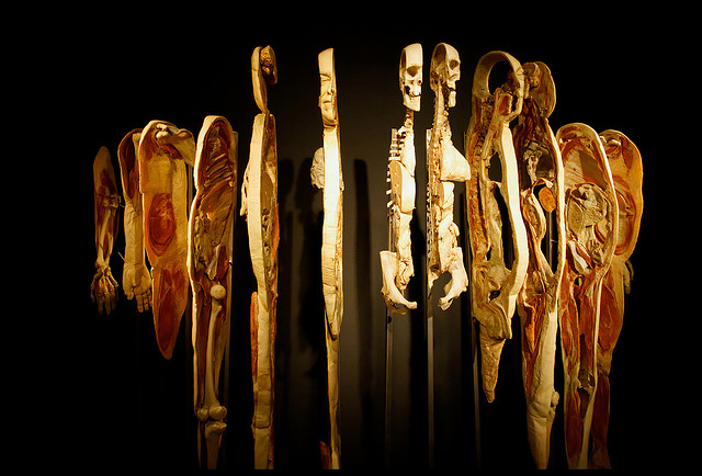 humain_anatomie_corps_tranches