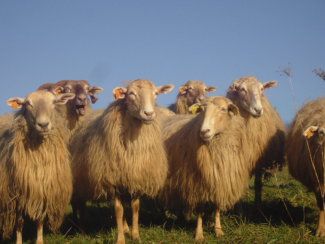 moutons