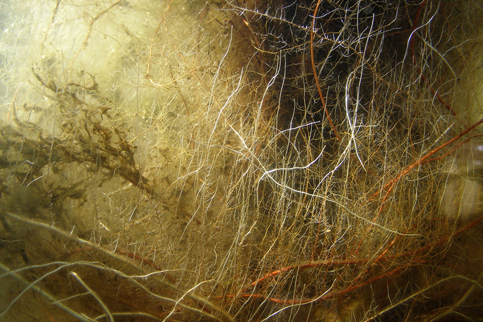 root_rhizome_reseau_web_racine