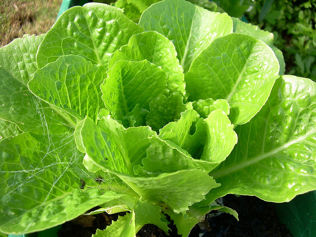 salade-verte-nourriture-bio-biologique-ecologie-sante-1