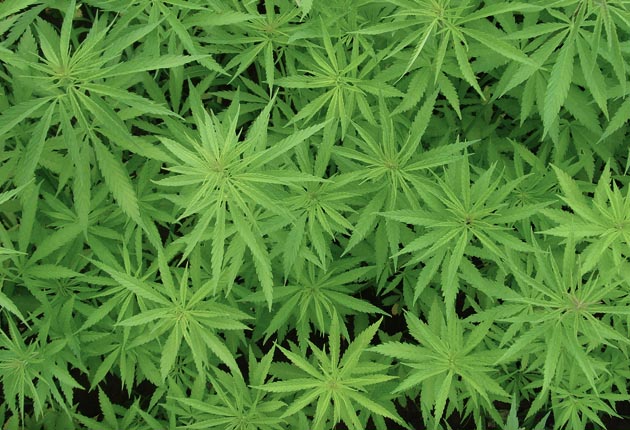 CLEF-owni-drogues-CANNABIS-data