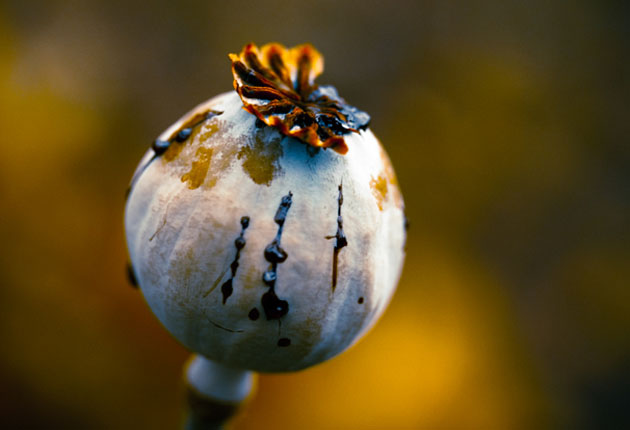 CLEF-owni-drogues-OPIUM-PAVOT-data